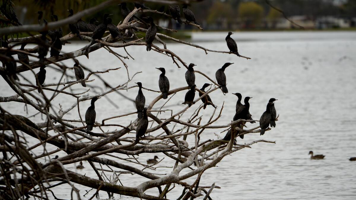 Waterbirds embrace the Kerang Wetlands