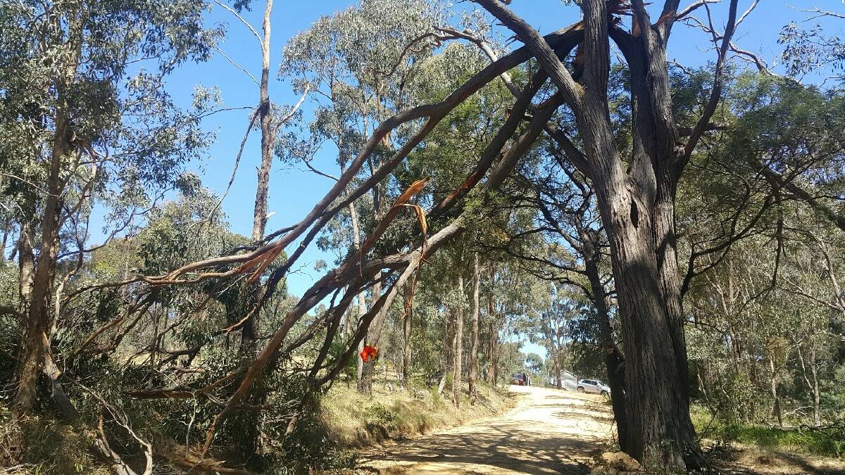 HANGERS: Branches of all sizes may drop at anytime, which is why they are so dangerous," Mr Ryan said. Picture: SUPPLIED.