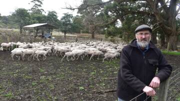 UP IN ARMS: Pastoria East farmer Daniel McKenna had 70 nine-month-old lambs mauled by domestic dogs. Photo by Rob Muirhead.