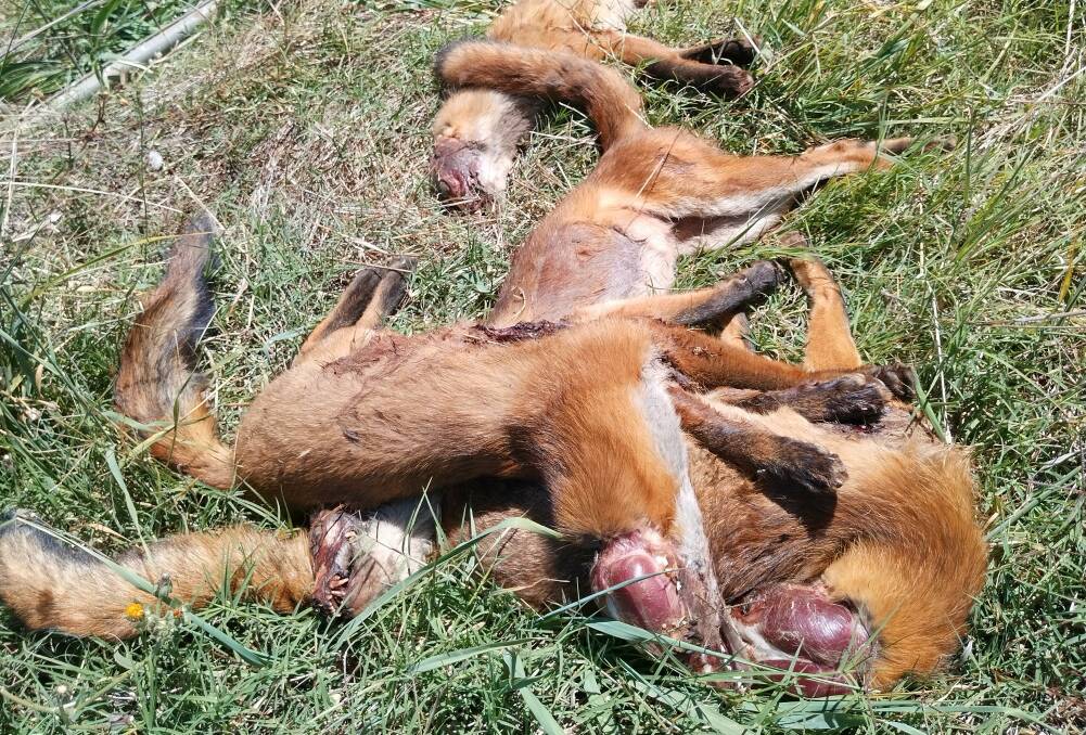 Some of the foxes dumped on the Brown's property. Picture supplied
