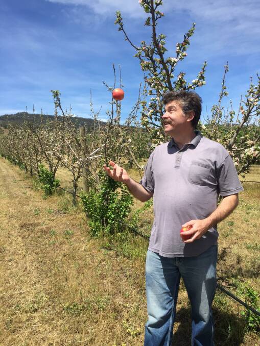 Saving rare varieties: Michael Henry in the 4500-tree orchard at Harcourt. Picture: CALEB CLUFF