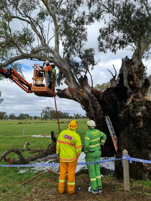Secured: CFA and FFMV members watch as arborists assess the birthing tree in Talbot last Friday. Picture: Bonnie Chew.