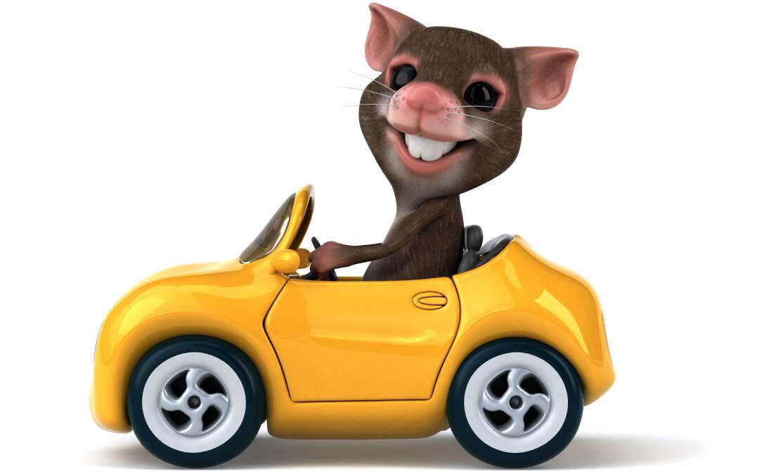 Driving and car control are not the same thing. Even rats can learn to drive. Photo: Shutterstock.