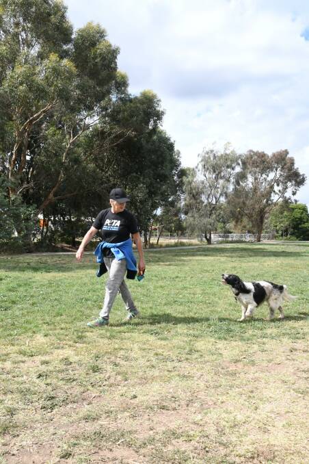 Lyn Wingrave walking at the Harcourt Dog Park with her spaniel Indy.