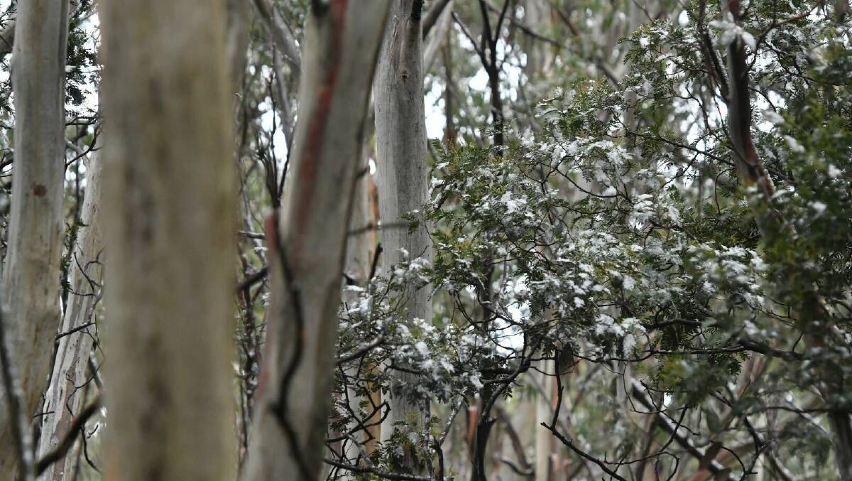 Mount Macedon got a very light dusting of snow on Tuesday. Picture: NONI HYETT