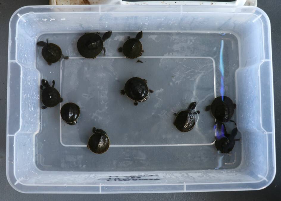 Some of the Murray River Short Neck Turtles taken by the man. Picture: DELWP