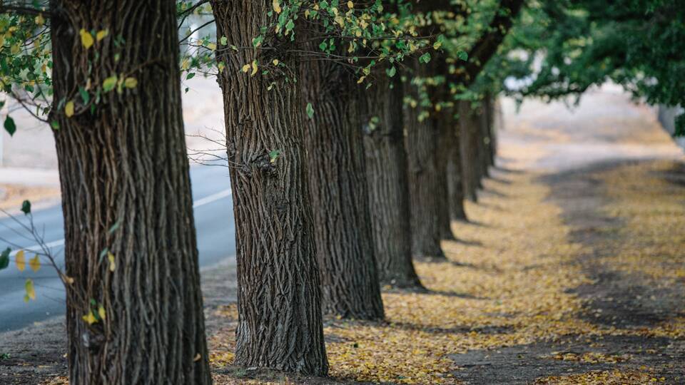 Trees to be cut back in August