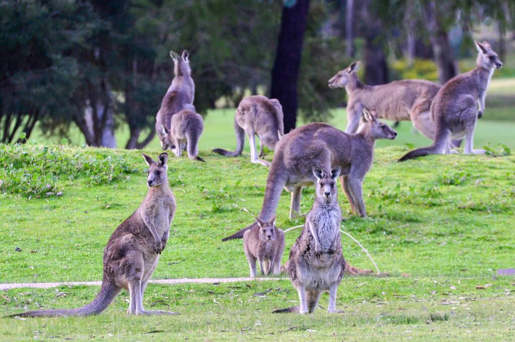 ANIMALS: PETA Australia has submitted a petition with almost 7000 signatures to the Loddon Shire. The petition is against the proposed wild game meat processing facility in Inglewood. Picture: DARREN HOWE