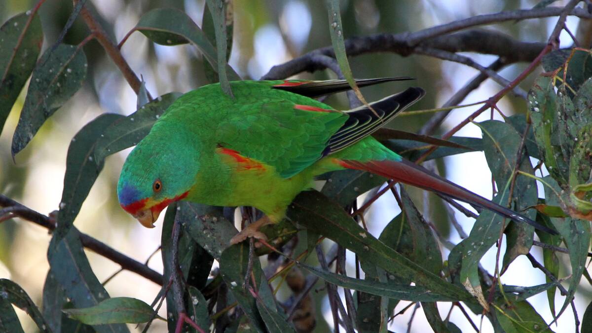 Swift Parrot that is found in the Wellsford forest
