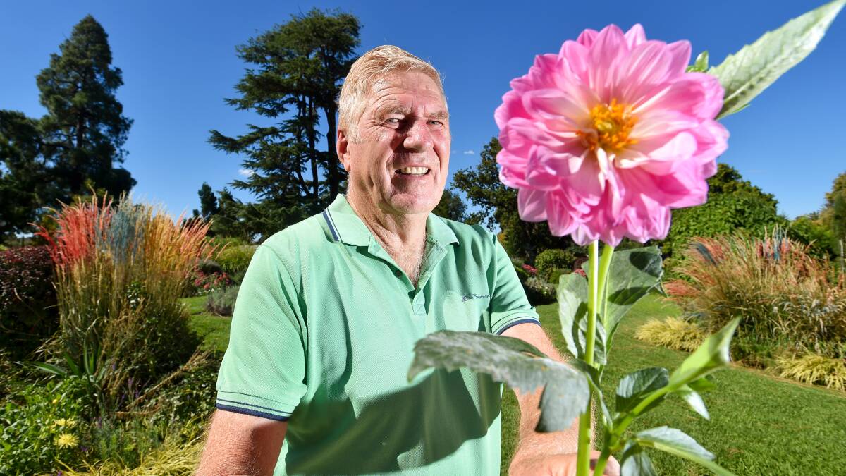 BLOOMIN' EXCITED: The Dahlia Spectacular treasurer Laurie Preston with a dahlia that has flowered in time for the Dahlia and Arts Festival. Picture: NONI HYETT