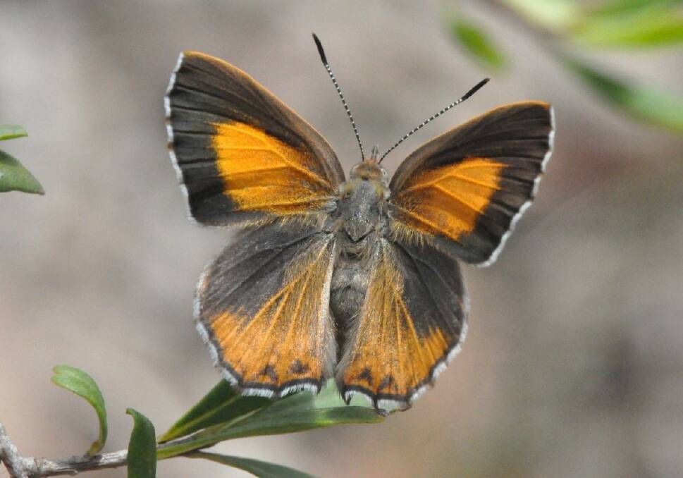 The Eltham Copper Butterfly population in Castlemaine will benefit from vegetation improvement works at the botanical gardens. Picture: Karl Just Media