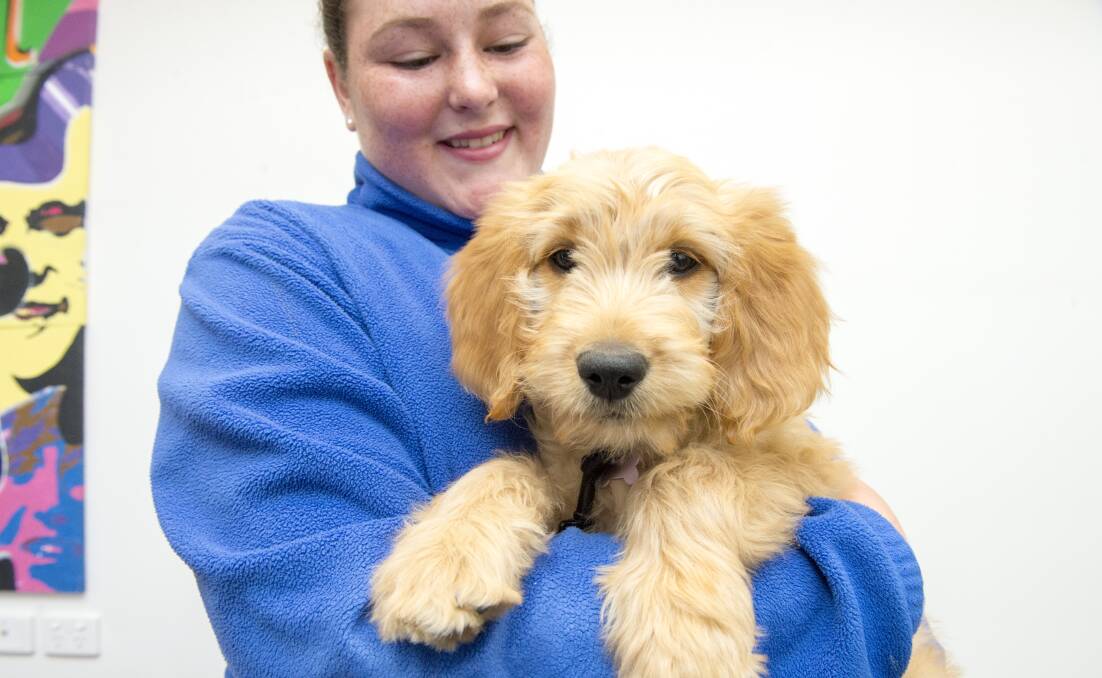 BSE student Indi Rogister, with Barkley the Groodle who will be at BSE as part of the Dogs Connect program. Picture: DARREN HOWE