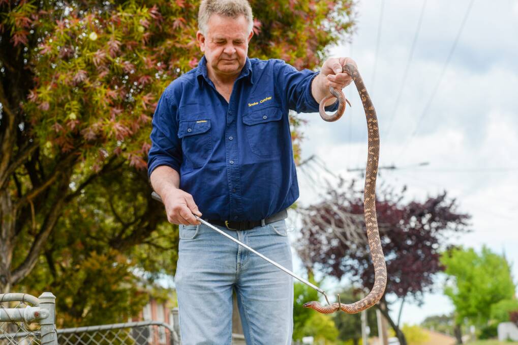 Snake catcher Gary Bright with a Collettes Snake, a venomous snake from Queensland. Picture: DARREN HOWE