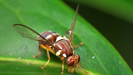 Maryborough residents called to help control fruit fly