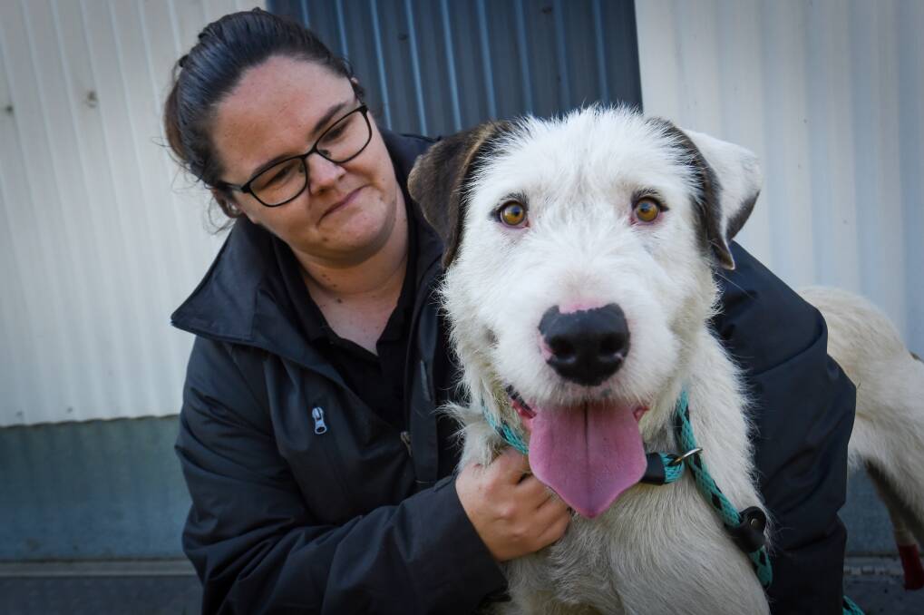 BARC staff member Erin Bentley-Ambrose with Ricky who was surrendered to the shelter this week. Picture: DARREN HOWE
