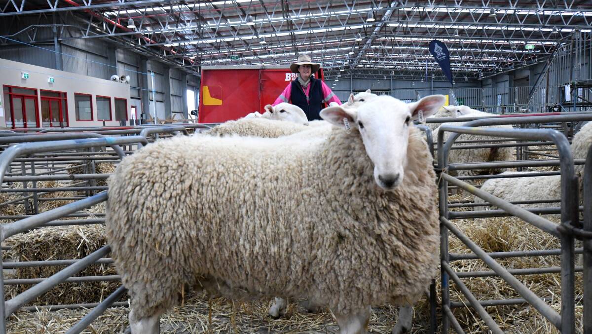 SHEEP: Isabella Grinter's Border Leicesters are among the 2800 sheep that will feature at Bendigo Showgrounds. Picture: DARREN HOWE