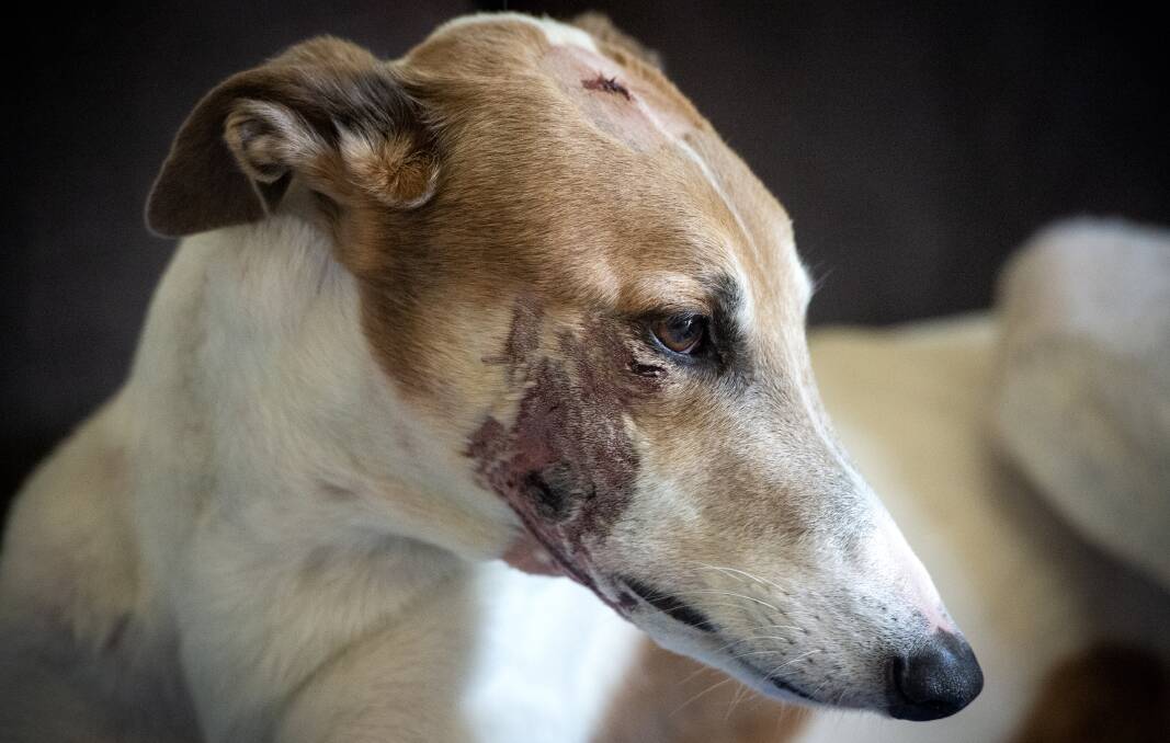 RECUPERATING: This greyhound was left with injuries after it was attacked by another dog. Picture: DARREN HOWE