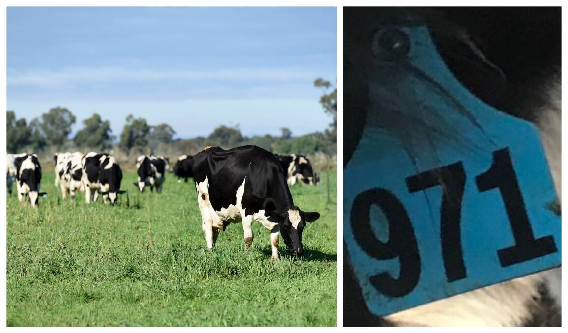 The stolen calves wear sky-blue ear-marking tags. Pictures: File photo/supplied