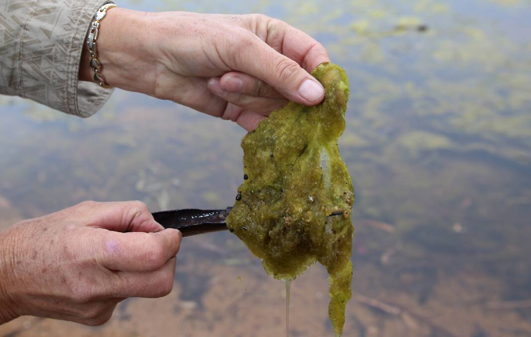 WARNING: Goulburn Murray water has detected blue-green algae at Tullaroop Reservoir, near Newstead, and Hepburn Lagoon. Picture: GLENN DANIELS (file photo)