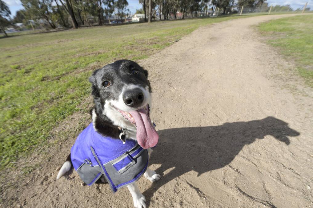 PLANS: Heathcote residents can have their say on where a new dog park should be located in the town. Maggie at the California Gully dog park in 2018. Picture: NONI HYETT