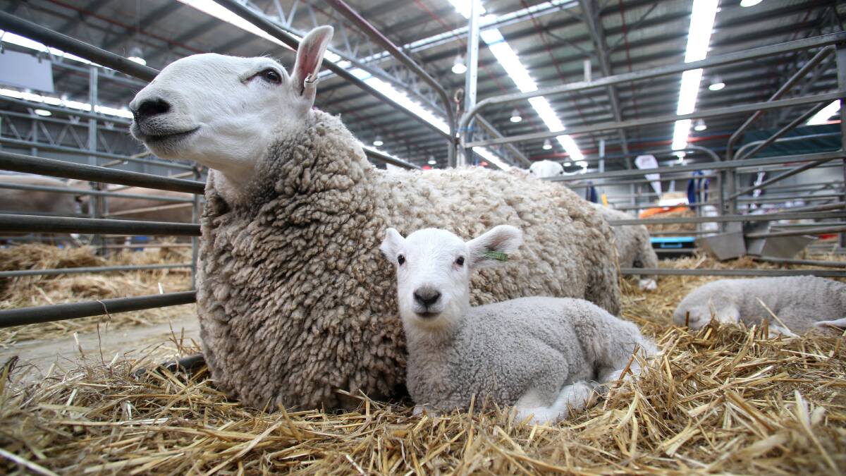 Too much planning done to cancel Australian Sheep and Wool Show now