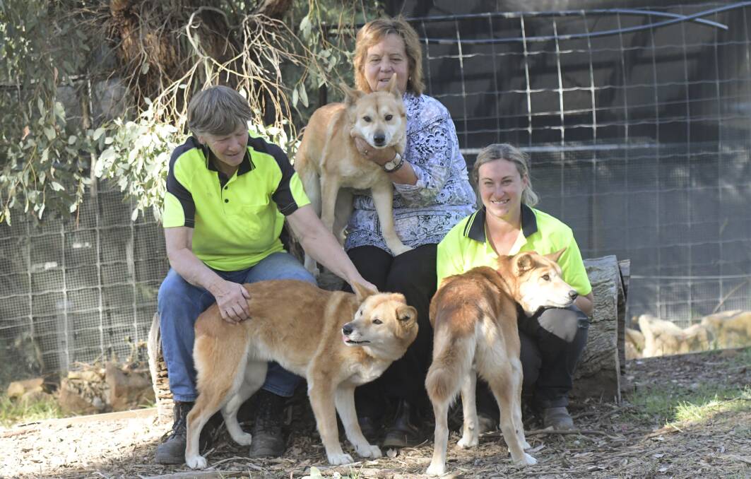 Marie Willers, Tehree Gordon and Lisa Pyle prepare for the festival with three dingos.
Chewton's Dingo Conservation Park will host a small music festival on Sunday. Picture: NONI HYETT