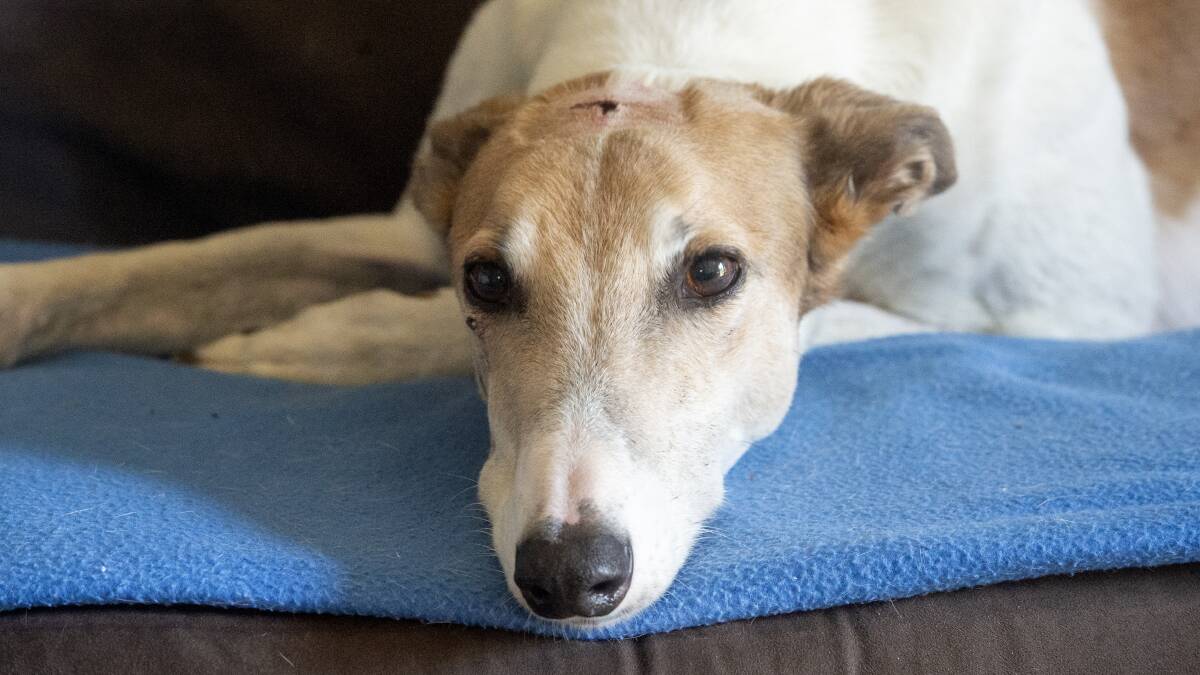RECUPERATING: This greyhound was left with injuries after it was attacked by another dog. Picture: DARREN HOWE
