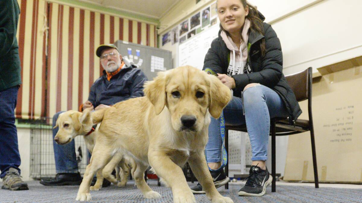Tricks for treats: Bendigo dogs find fun in training