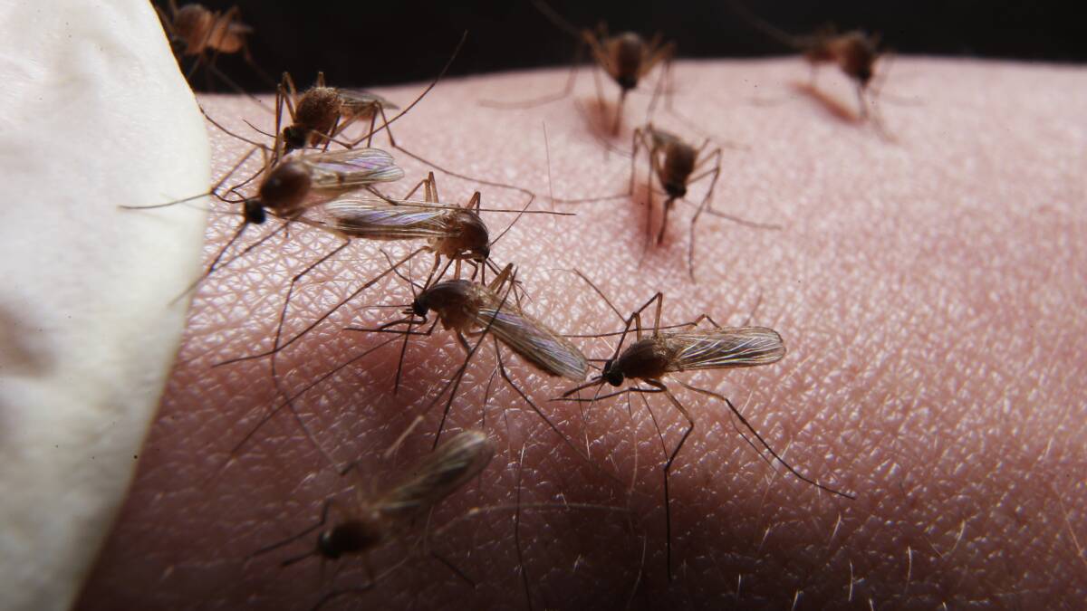 Rainfall creates ideal breeding conditions for mosquitoes