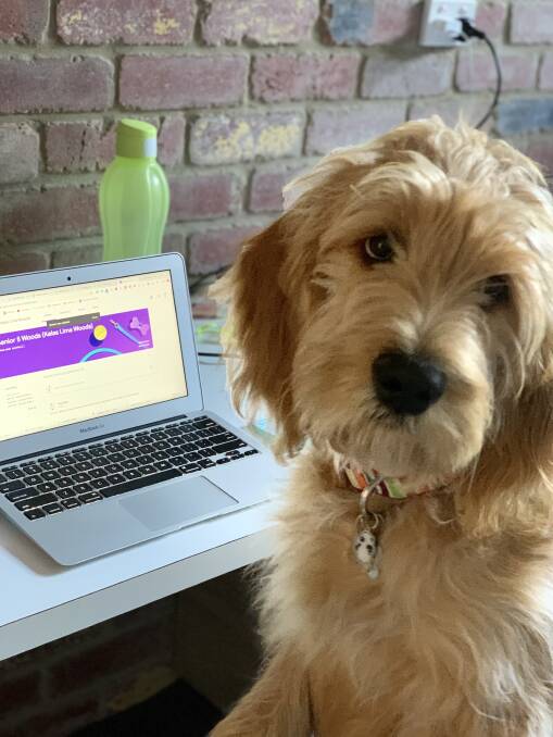 Winnie from St. Therese's Primary School in Bendigo. Well-being dogs have proven to be valuable for students during remote learning. Picture: SUPPLIED