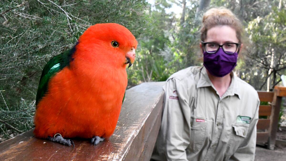 CHECK UP: A King Parrot sits with Bendigo Botanic Gardens team leader Kirsty Patterson while she checks the aviary. Picture: NONI HYETT