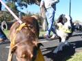 POOCH PARADE: More than 100 dogs attended the Million Paws Walk in Bendigo on Sunday to raise money for the RSPCA Victoria shelters. Picture: CHRIS PEDLER