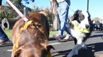 POOCH PARADE: More than 100 dogs attended the Million Paws Walk in Bendigo on Sunday to raise money for the RSPCA Victoria shelters. Picture: CHRIS PEDLER