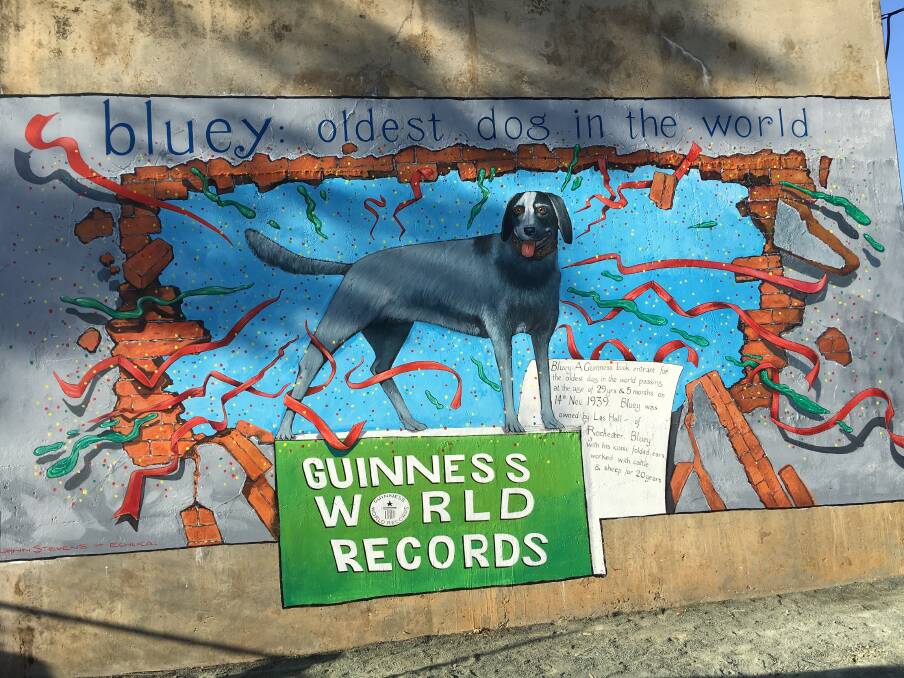 PROJECT: A new artwork in Rochester recognises Bluey - an Australian cattle dog who is the oldest dog to have lived. Picture: SUPPLIED
