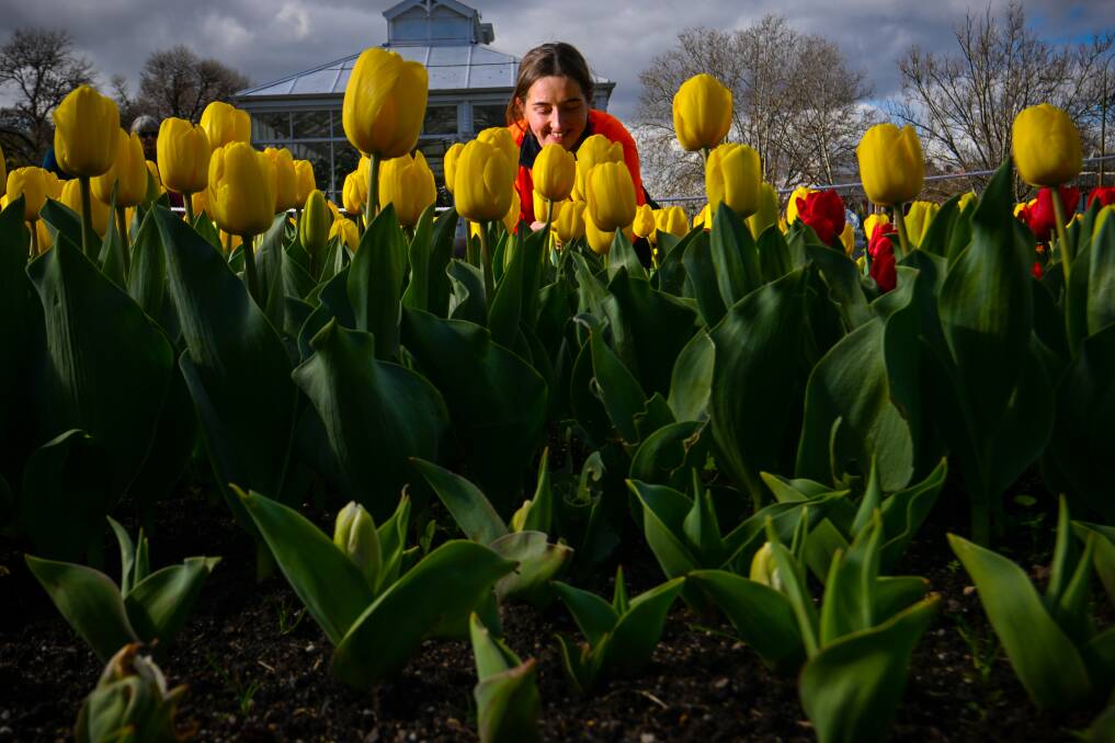 Eliza McDonald admires some of the 53,000 tulips planted in the city's gardens for spring. Picture by Darren Howe