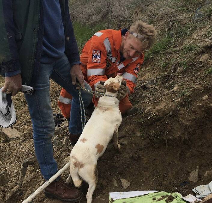 Rochester SES volunteer Ash Cunnington with the female fox terrier he rescue at Koyuga on Monday morning.