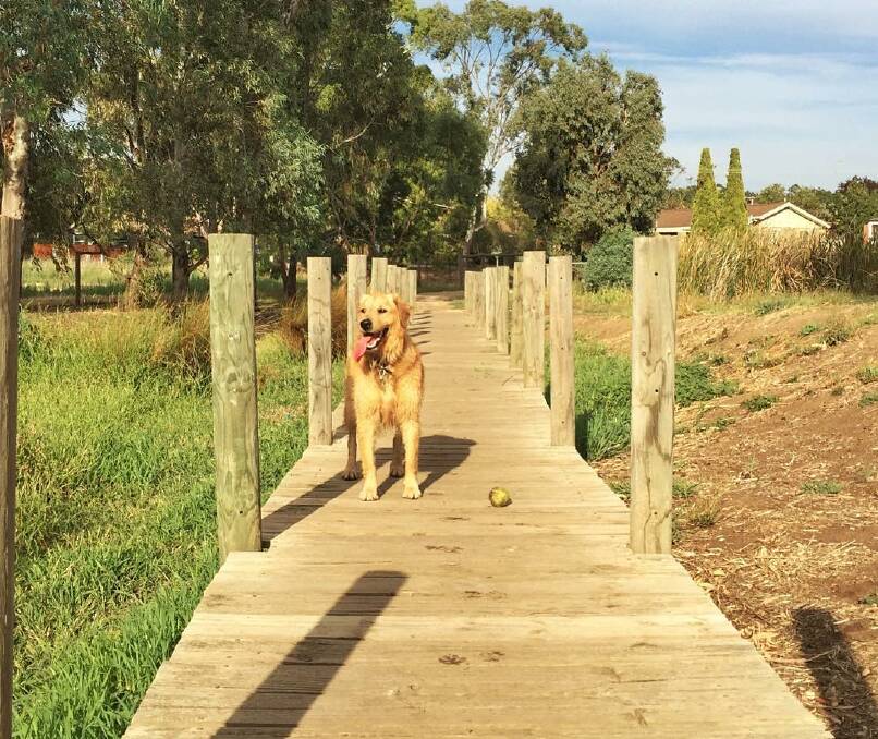 POPULAR PROJECT: An off-lead dog park has been a priority project in Mount Alexander since mid-2018 but council has been unable to find suitable land.