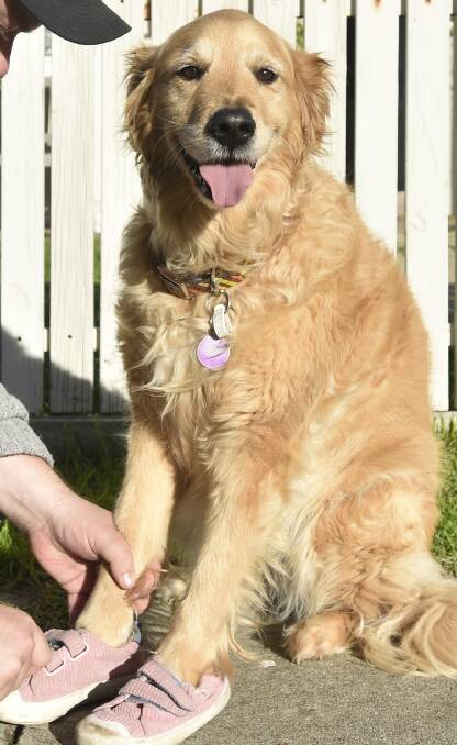 STEPPING OUT: Sadie the golden retriever is all smiles at the idea of taking part in the Million Paws Walk on Sunday. Picture: NONI HYETT