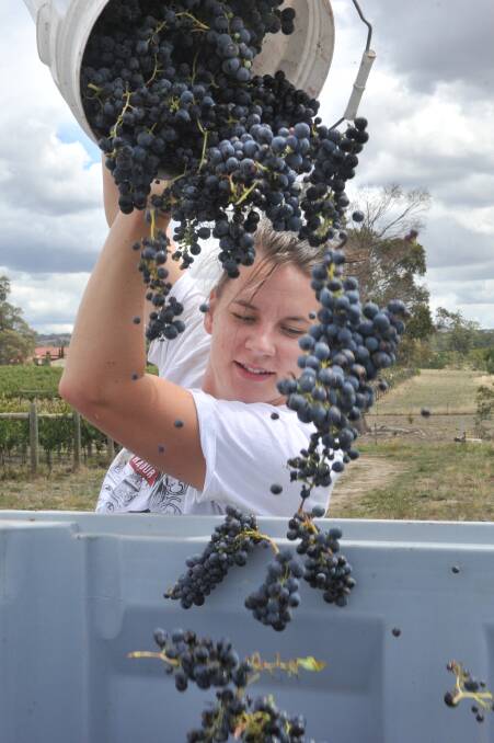 Melanie Chesters has just harvested and barrelled her first vintage at Sutton Grange Winery. Picture: NONI HYETT