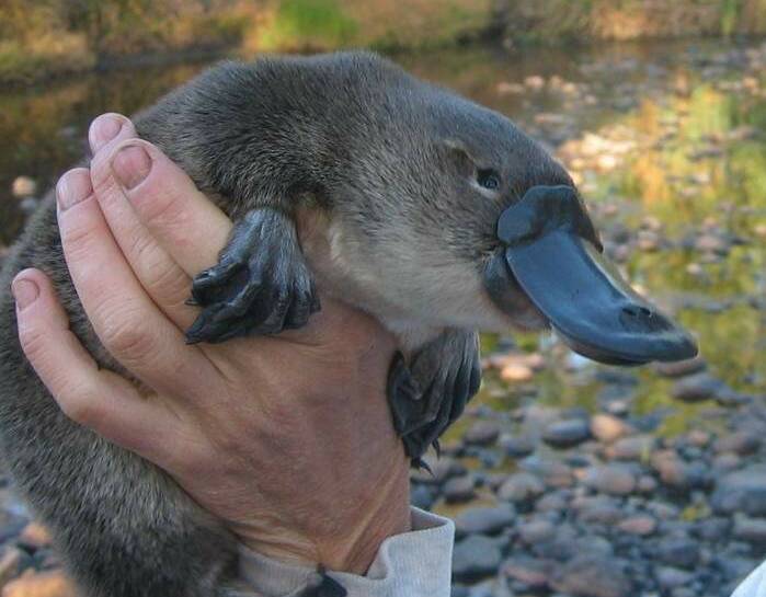 UNIQUE ANIMAL: The Australian Platypus Conservancy says the platypus remains reasonably widespread in central Victoria. Picture: SUPPLIED