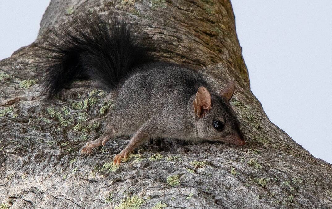 The area recommended to become Greater Bednigo National Park land is home to threatened specie the brush-tailed phascogale.