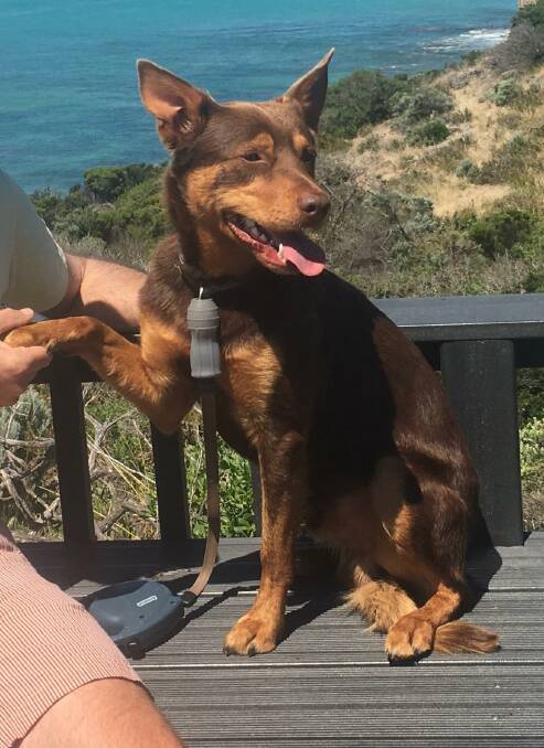 Have you seen Sid the Kelpie in the Sedgwick area?