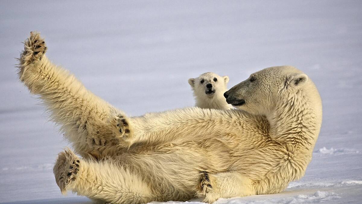 Cute, but don't touch: A polar bear and cub on Svalbard. Image: Dominic Barrington-Hurtigruten.