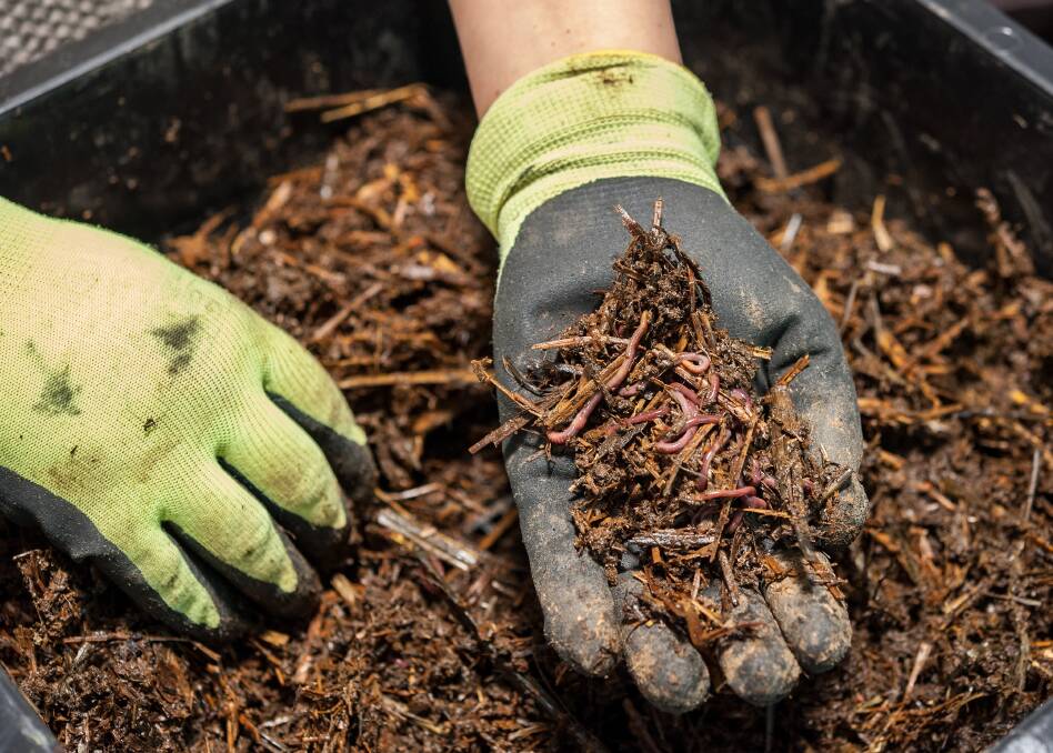 Lots of benefits: Worms not only munch through a lot of your food waste, but will also produce fertiliser that your plants will love. 
