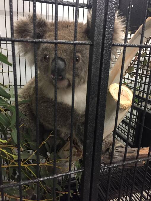 One of the Numeralla koalas at the ANU. Picture: Supplied