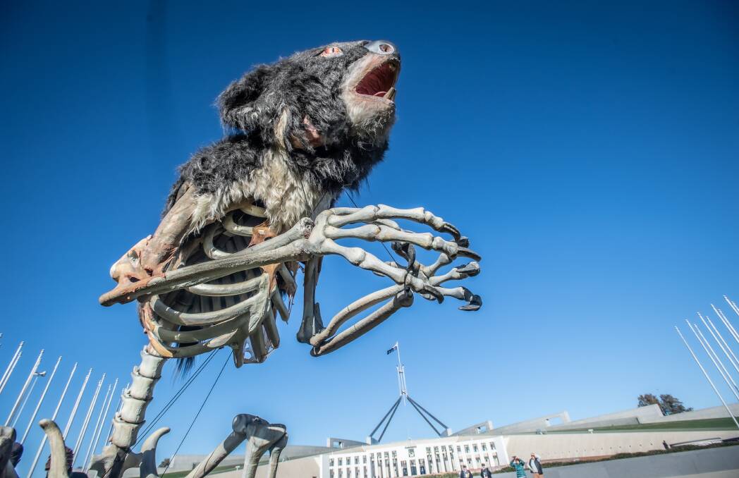 Extinction Rebellion introduced Blinky the Koala, to parliament on Wednesday. Picture: Karleen Minney