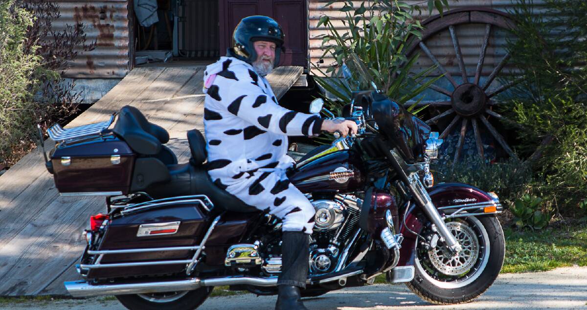 VITAL: Black Dog Ride Victorian co-ordinator Ric Raftis has his cow suit on and is ready to spread awareness of depression and suicide prevention. Picture: BRIAN BOYTON