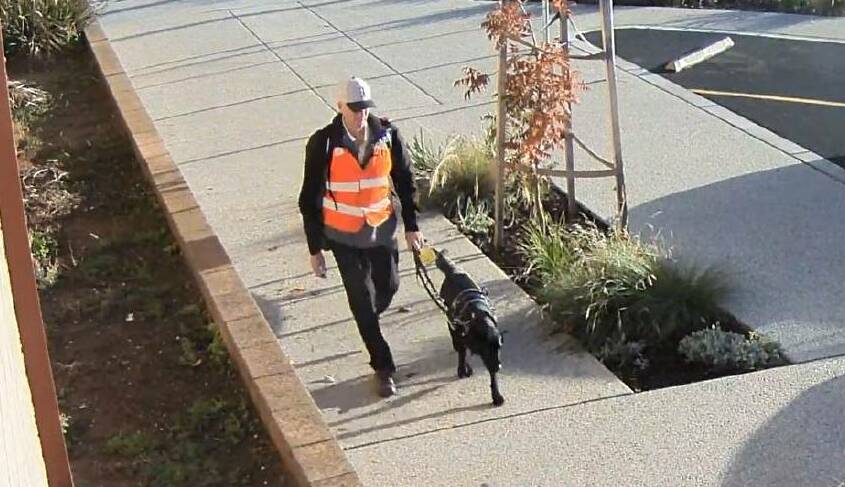 Ray Meadows and his guide dog Gerry on one of their regular walks into Wedderburn.