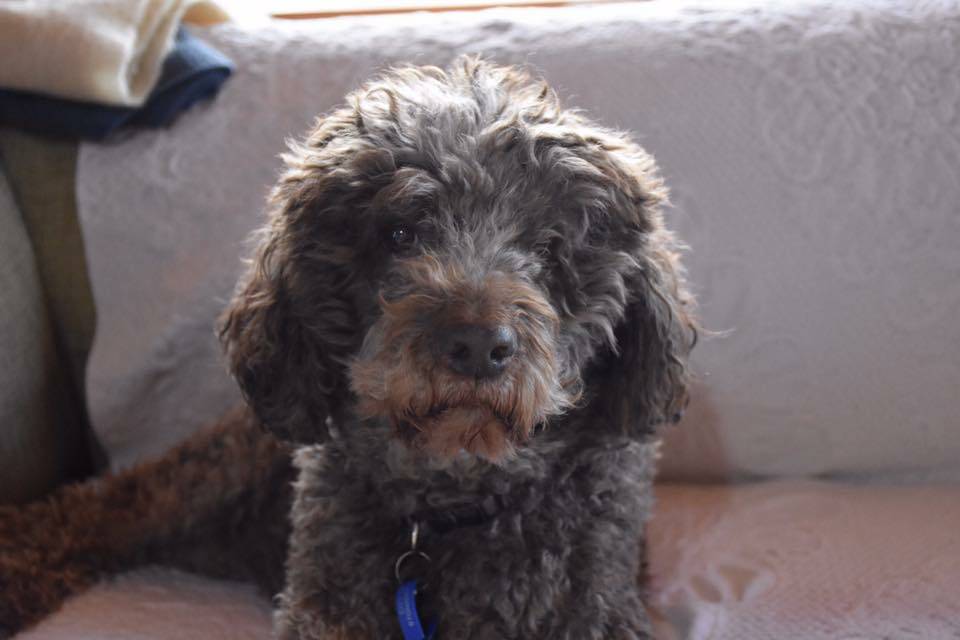 Sienna the chocolate poodle has gone missing after yesterday's house fire at Mount Macedon. Picture: Mt Macedon Volunteer Fire Brigade, Facebook