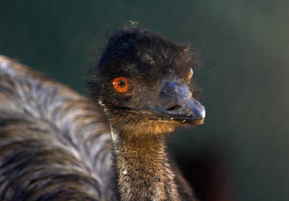 Avian influenza detected at emu farm